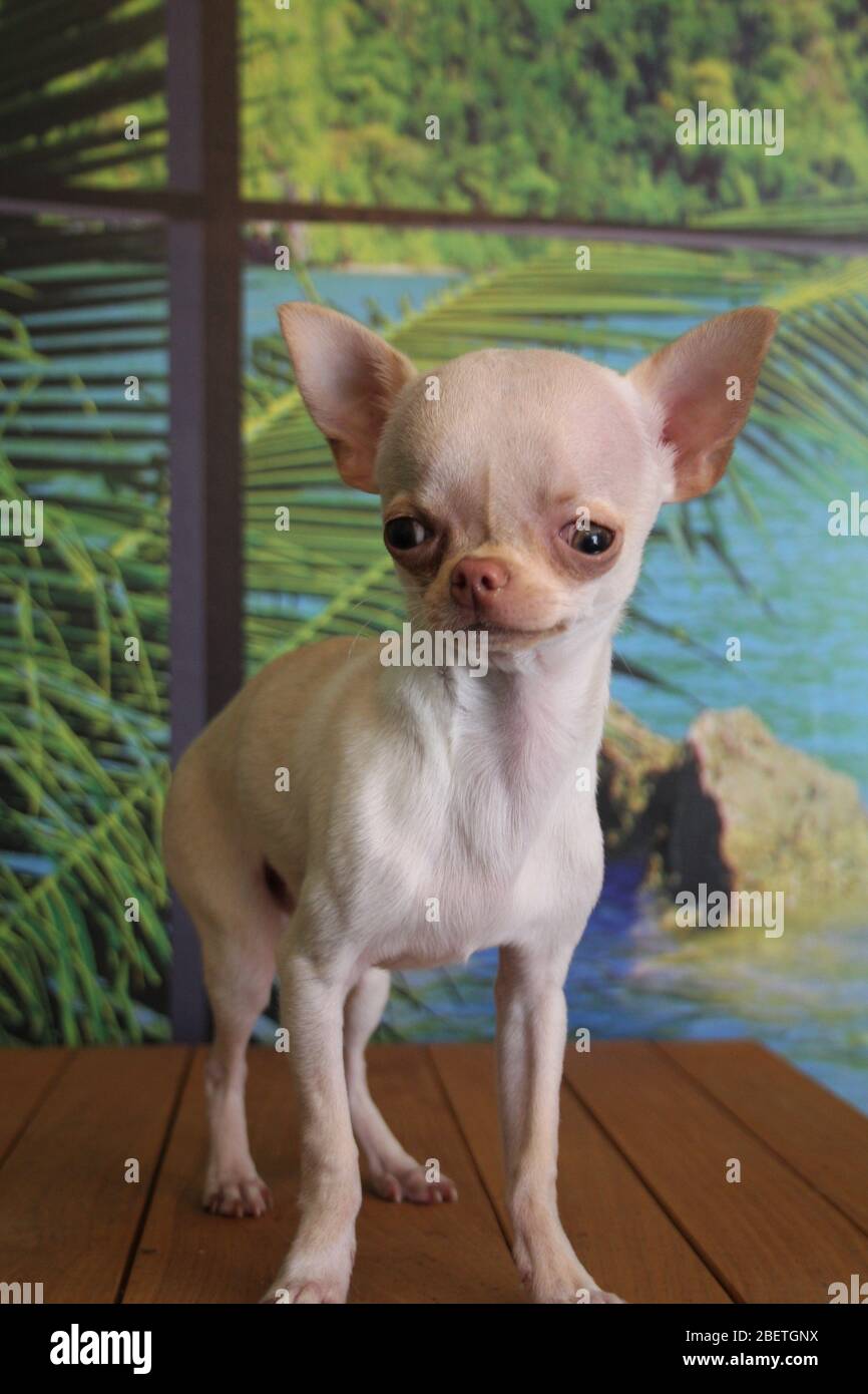 White hotsell teacup chihuahua