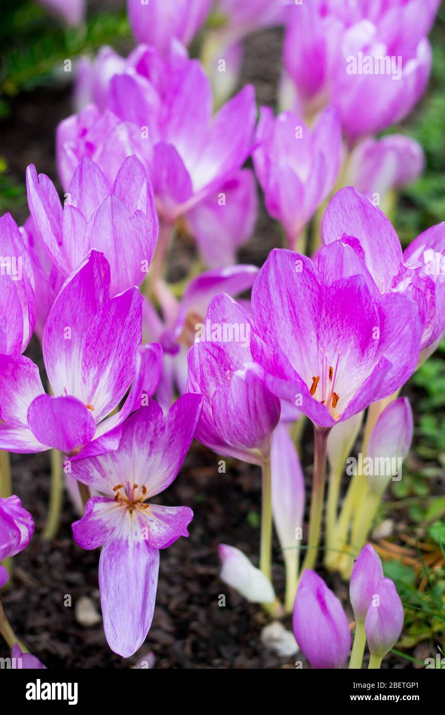 Colchicine hi-res stock photography and images - Alamy