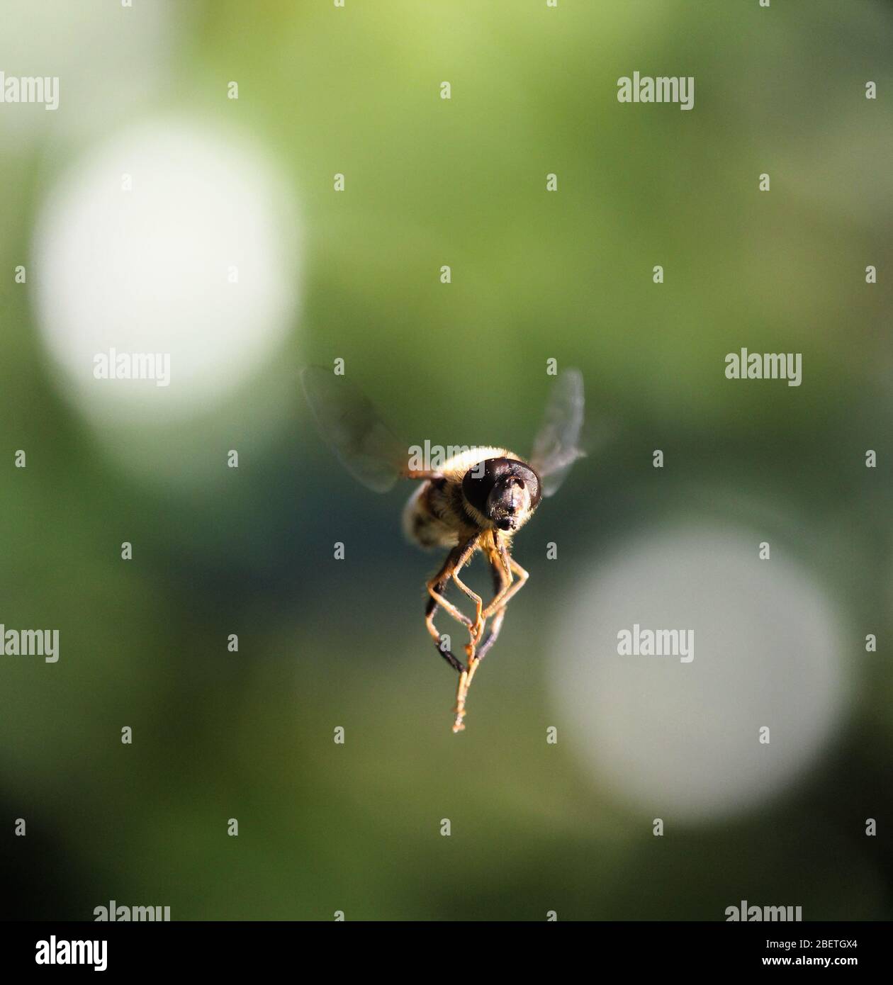 Hoverfly up close, hovering Stock Photo