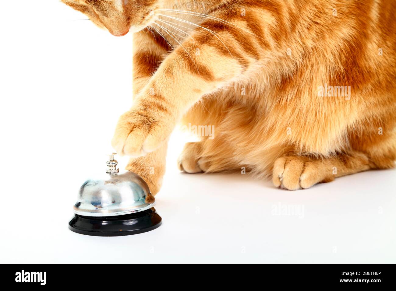 Ginger cats paw about to ring a service bell for attention Stock Photo