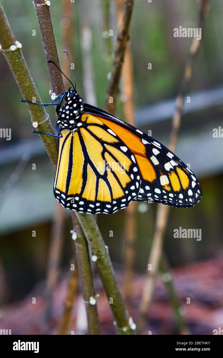 Newly hatched monarch butterfly Stock Photo