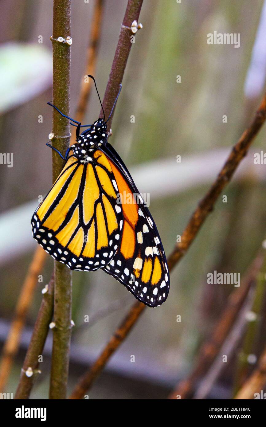 Butterfly flying fragile hires stock photography and images Alamy