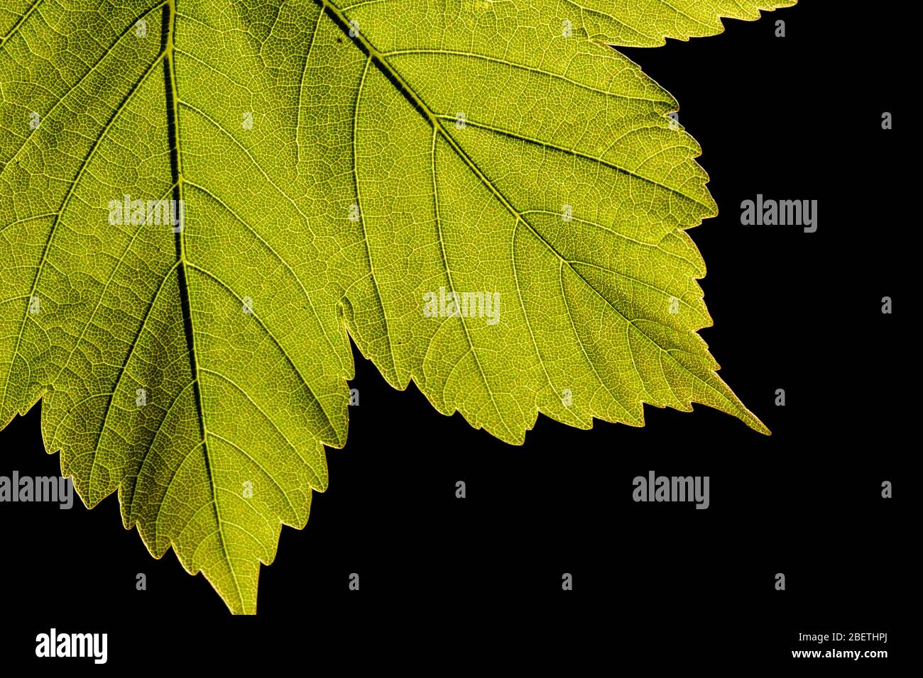 Back-lit Sycamore leaf (Acer pseudoplatanus) Stock Photo