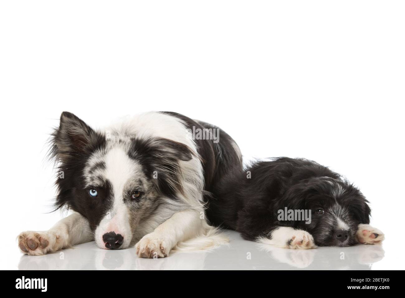 Two dogs lying on white background Stock Photo - Alamy