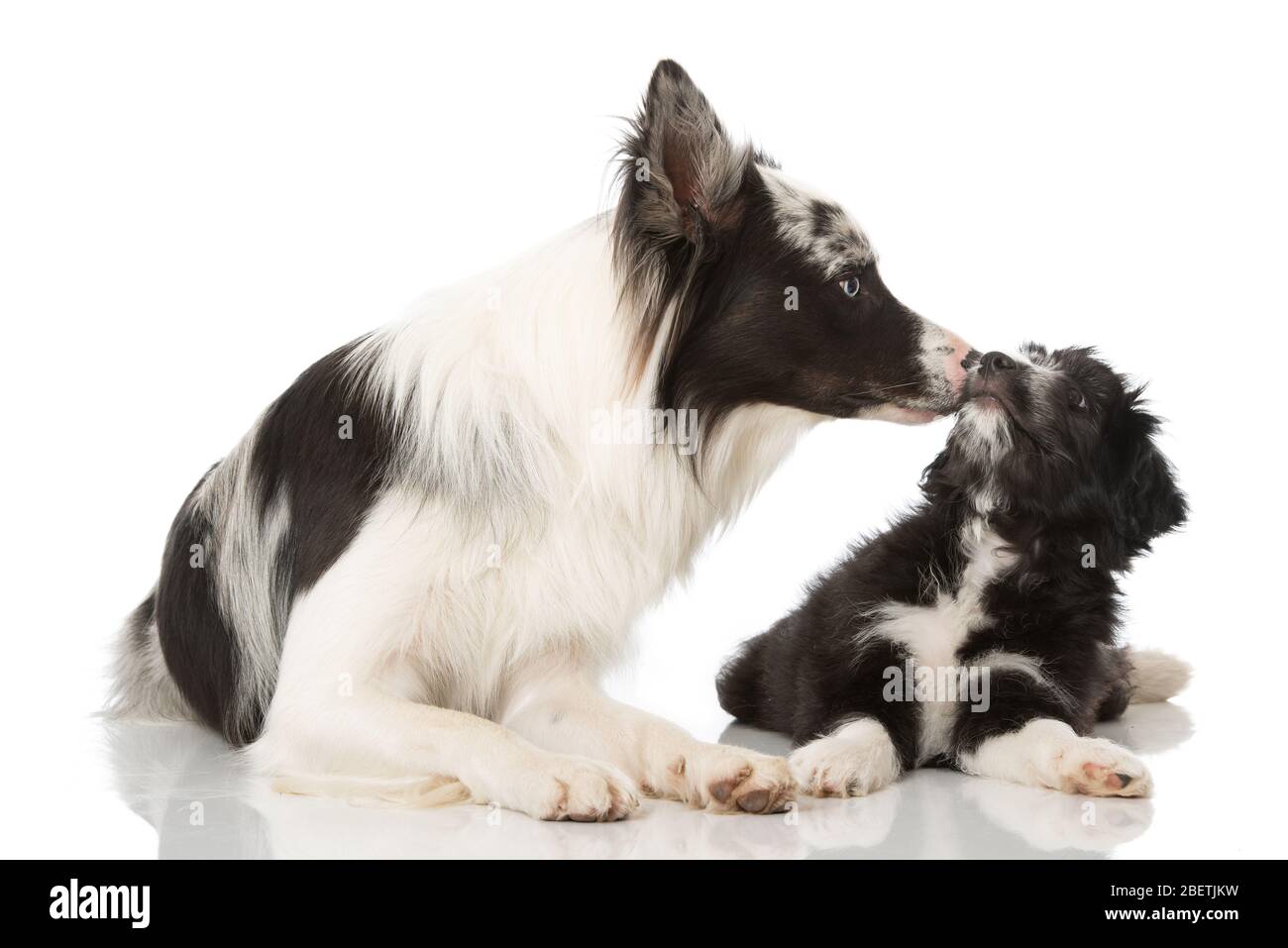 Two dogs lying on white background Stock Photo - Alamy