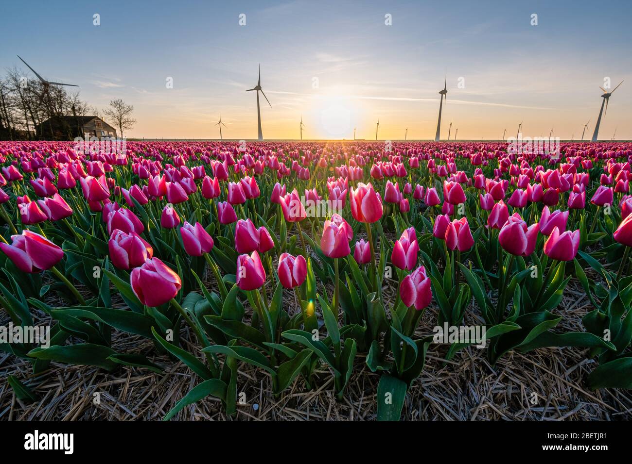 red pink tulips during sunset, tulip fileds in the Netherlands