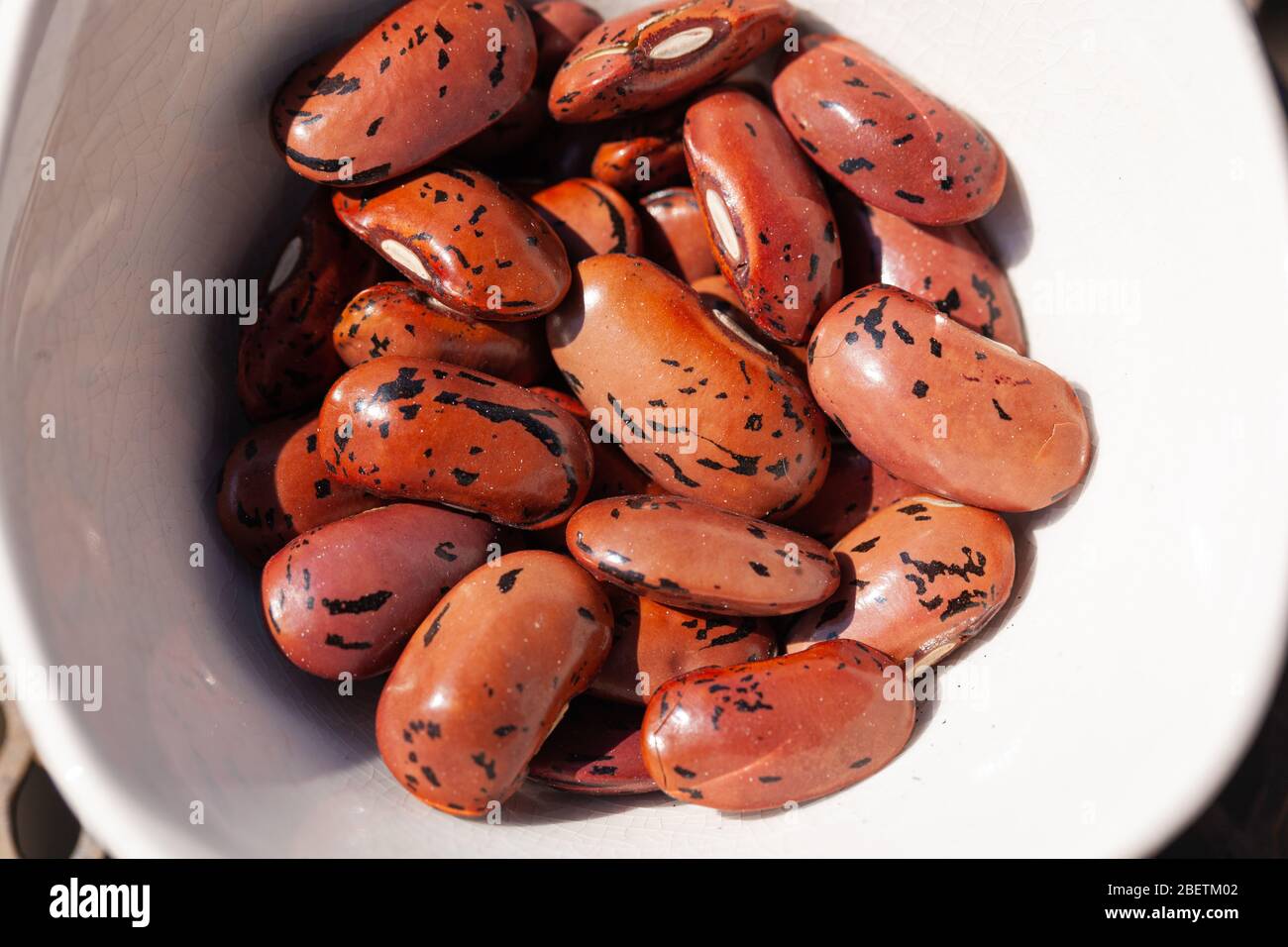 Close-up of a bowl of Runner Beans ( Firestorm variety) ready for planting. Stock Photo