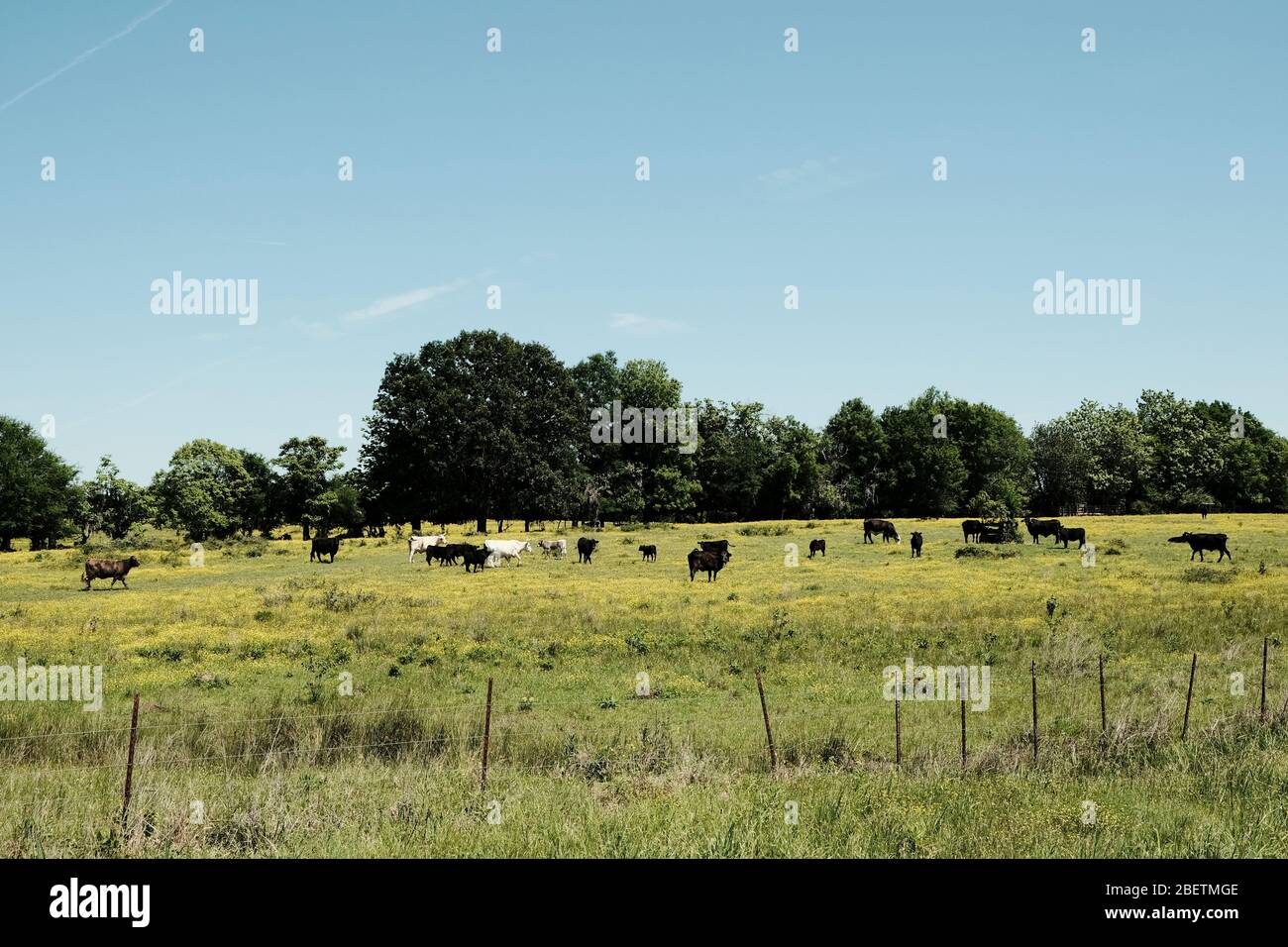 Black and brown cows grazing in an Alabama, United States, pasture. Stock Photo