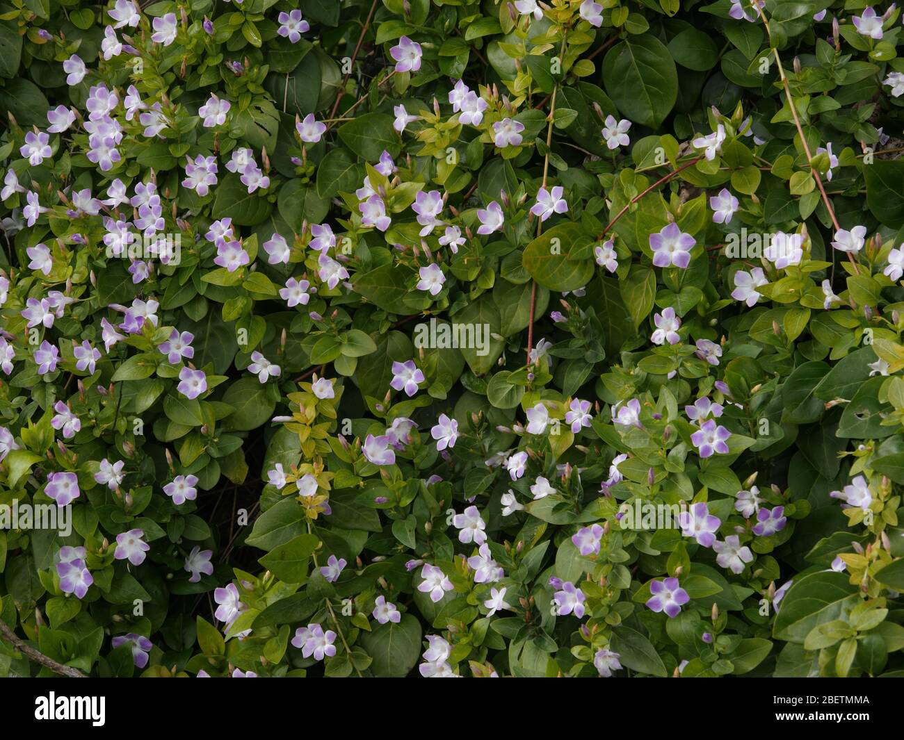 Vinca , Periwinkle, groundcover Stock Photo Alamy