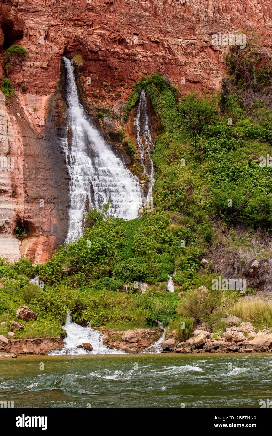 Vasey's Paradise waterfall pouring out of sandstone walls near the Colorado River, Grand Canyon National Park, Arizona, USA Stock Photo