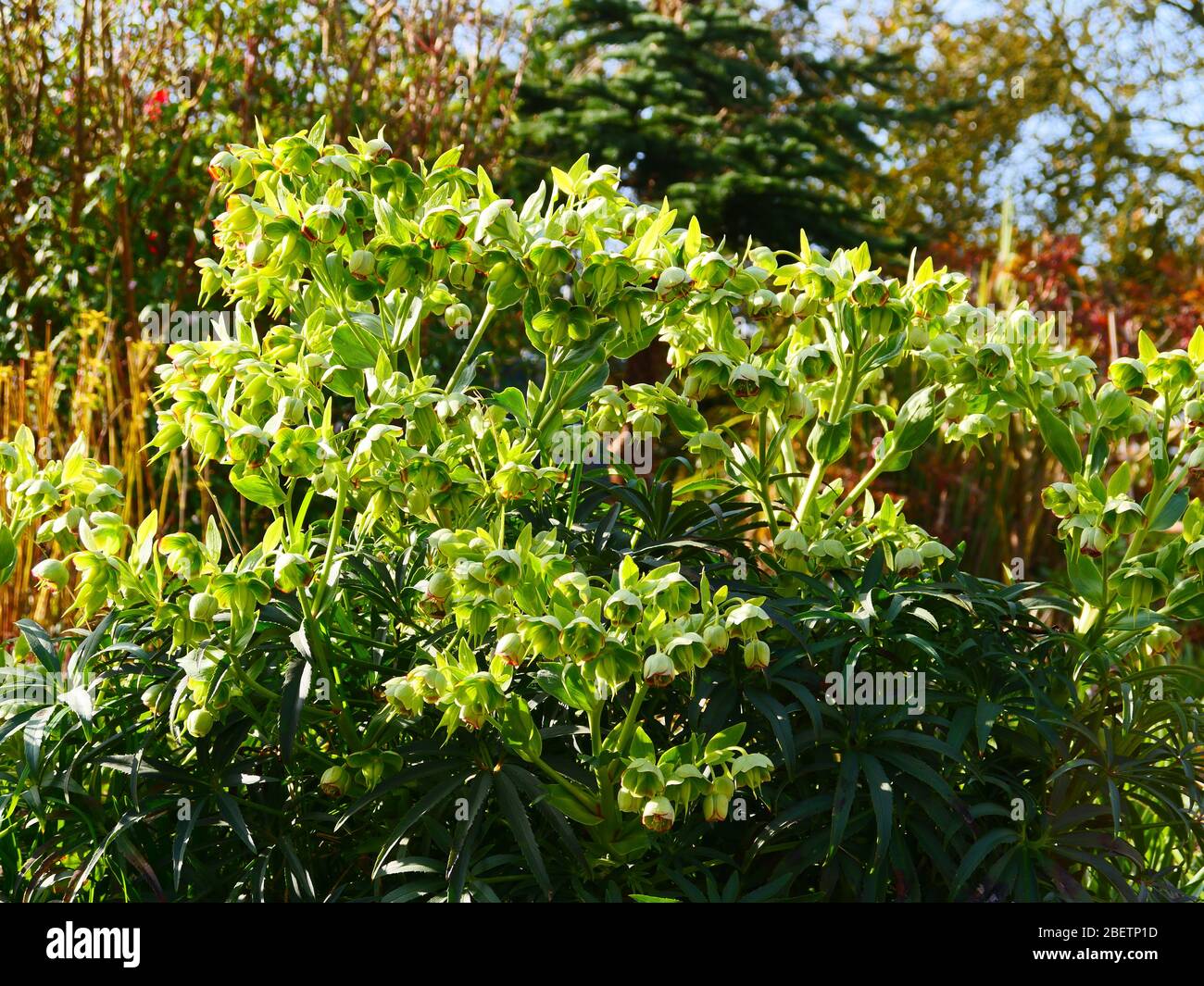Lime green flowers hires stock photography and images Alamy