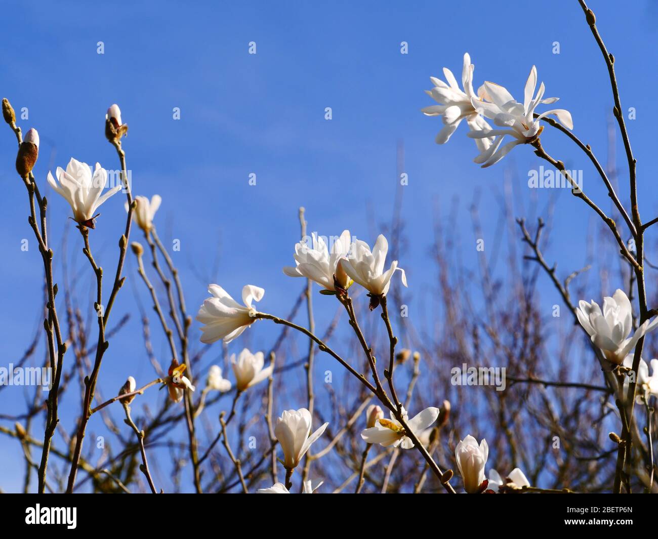 Magnolia White , with blue sky background Stock Photo - Alamy