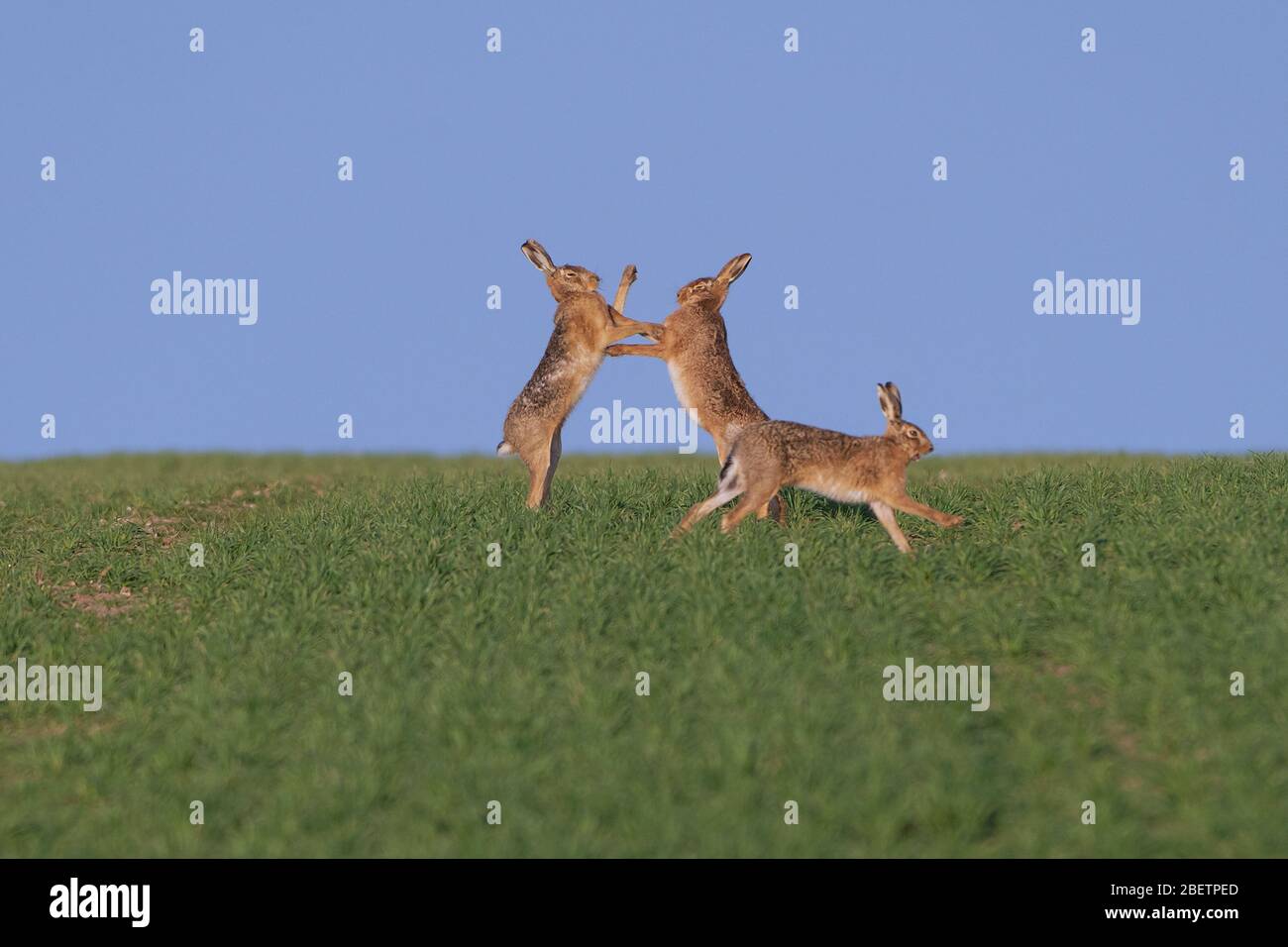Hares uk hires stock photography and images Alamy