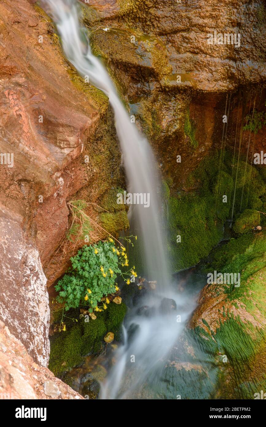 Elves Chasm waterfall with yellow columbine, Grand Canyon National Park, Arizona, USA Stock Photo