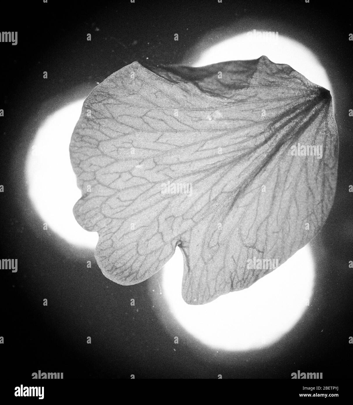 Structure outlined Black and White Stock Photos & Images - Alamy