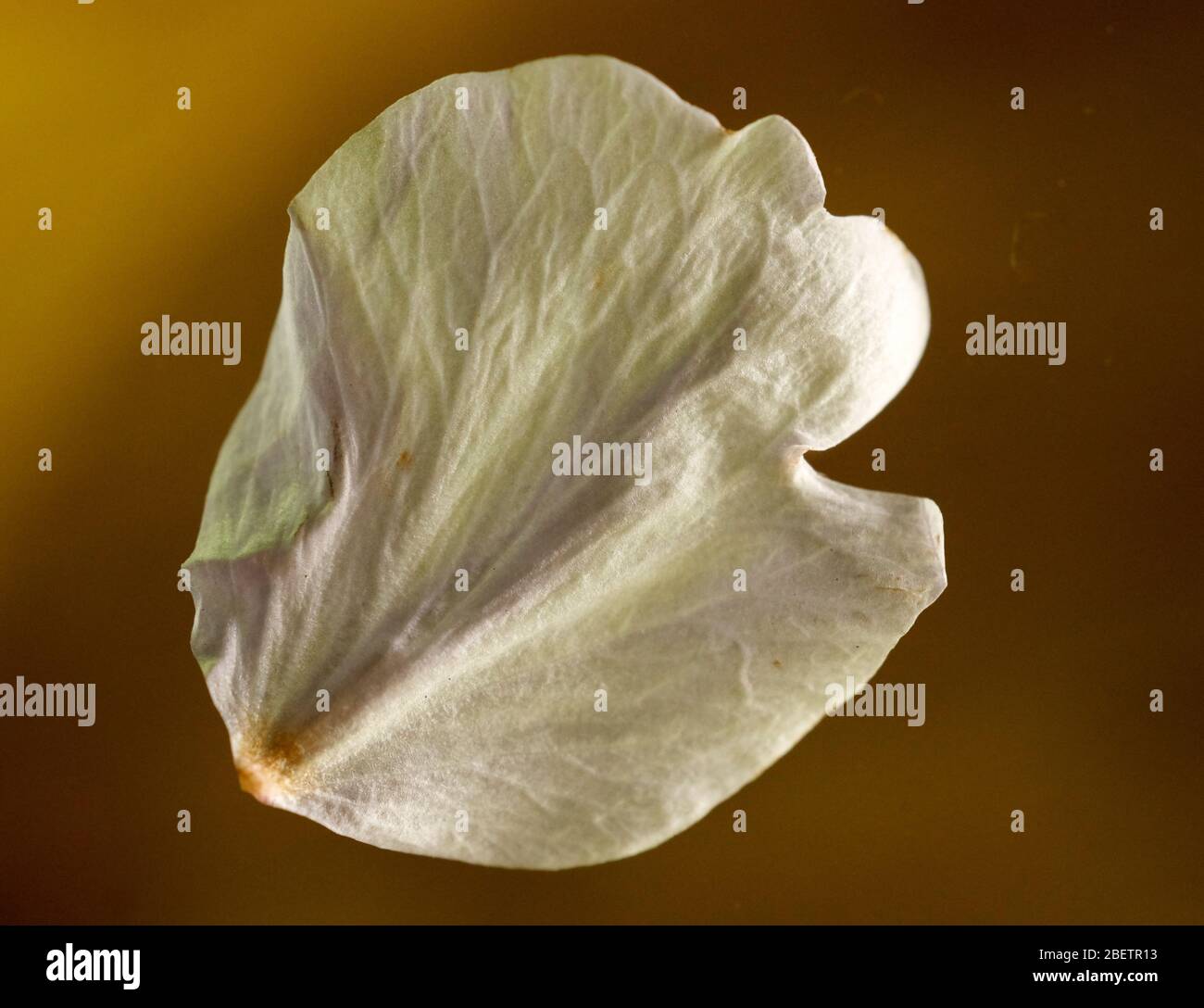 Stylised leaf hi-res stock photography and images - Alamy
