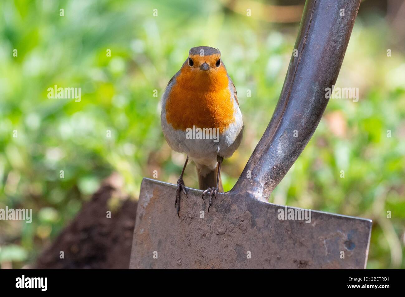 Robin - erithacus rubecula - perching on garden spade - UK Stock Photo
