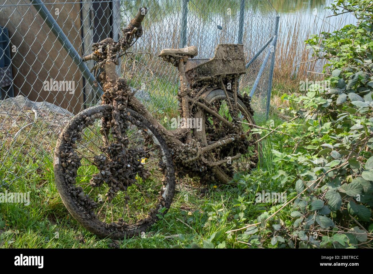 Altes mit Muscheln bewachsenes aus dem See geborgenes Fahrrad Stock Photo