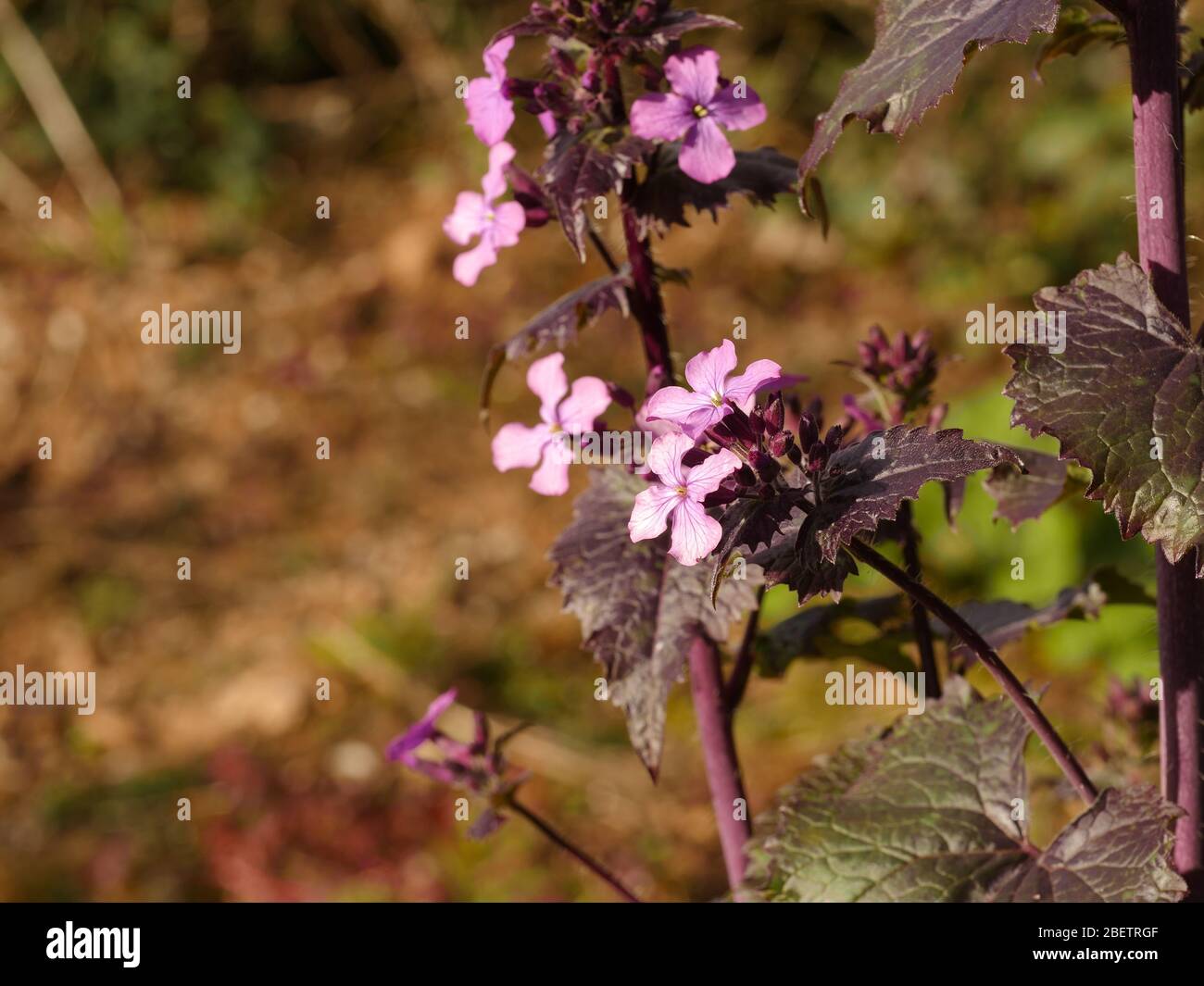 Honesty, Chedglow,  Lunaria annua, mottled purple leaves and purple flowers Stock Photo