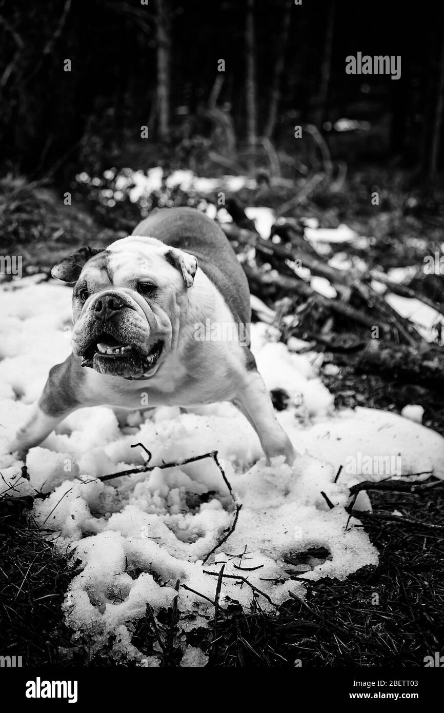 English bulldog in snow playing, animals and nature Stock Photo