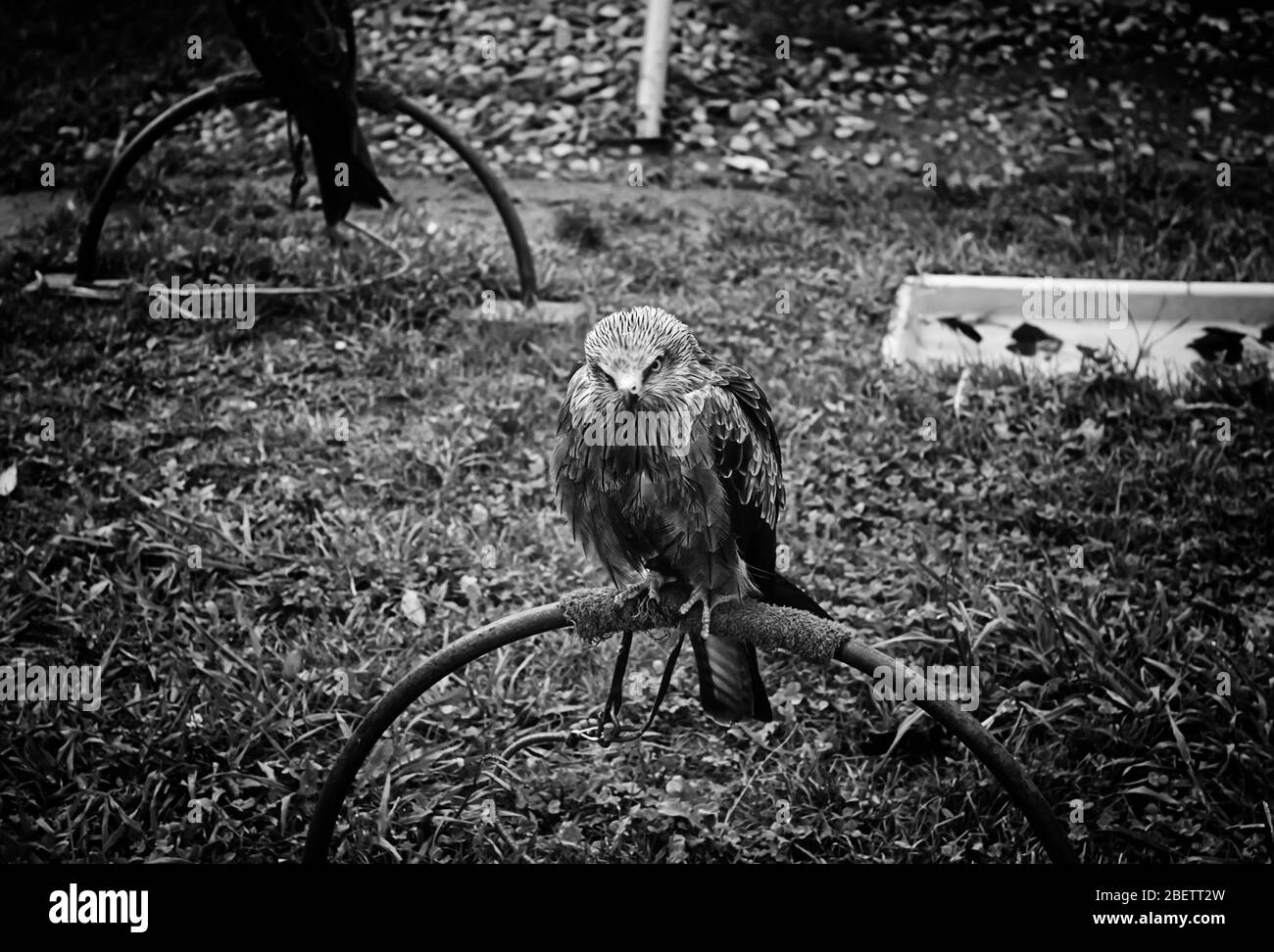 Eagle small park, exhibition of falconry, wild animals Stock Photo