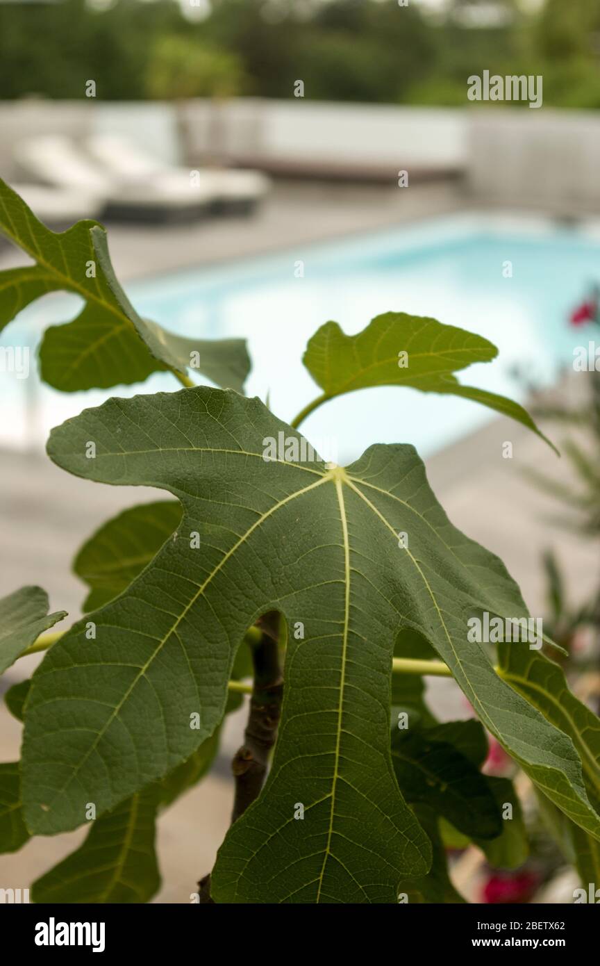 Enjoy Red Leaf High Resolution Stock Photography and Images - Alamy