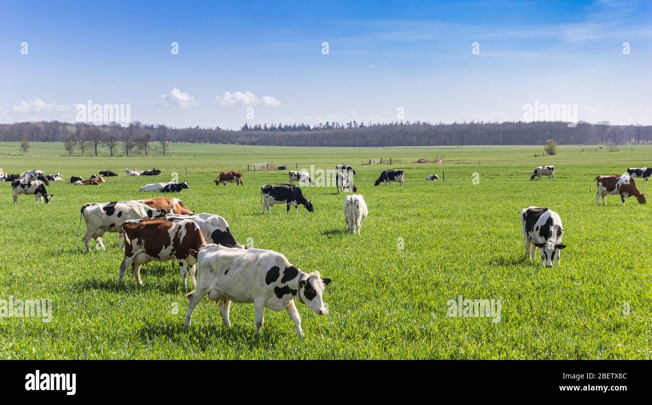 Herd of Holstein cows in the hills of Gaasterland, Netherlands Stock ...