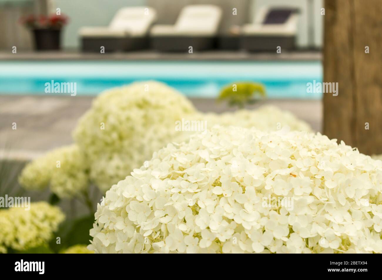 Hydrangeas and decoration at the swimming pool selective focus Stock Photo