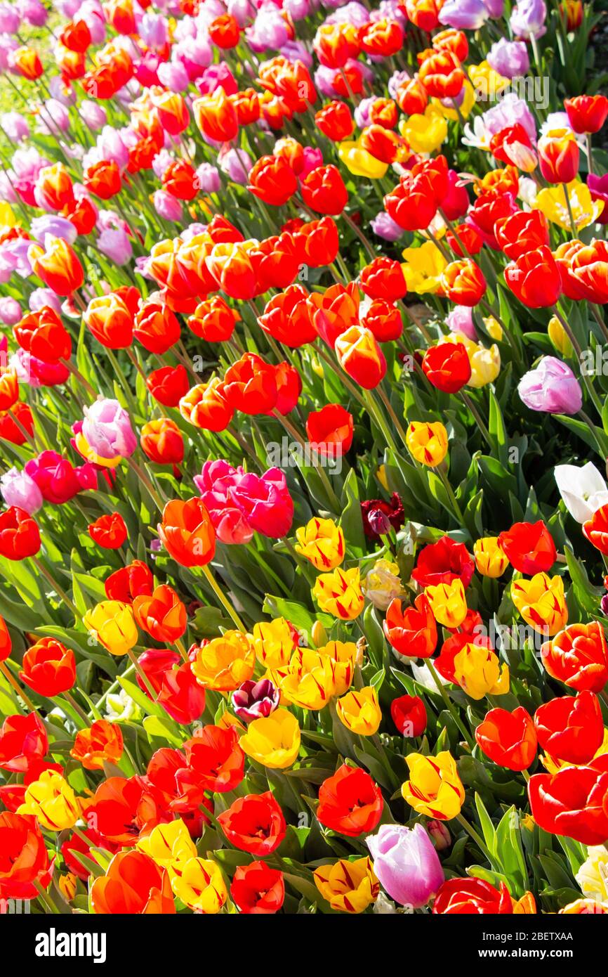 Blooming tulips flowers in as floral plant background Stock Photo - Alamy