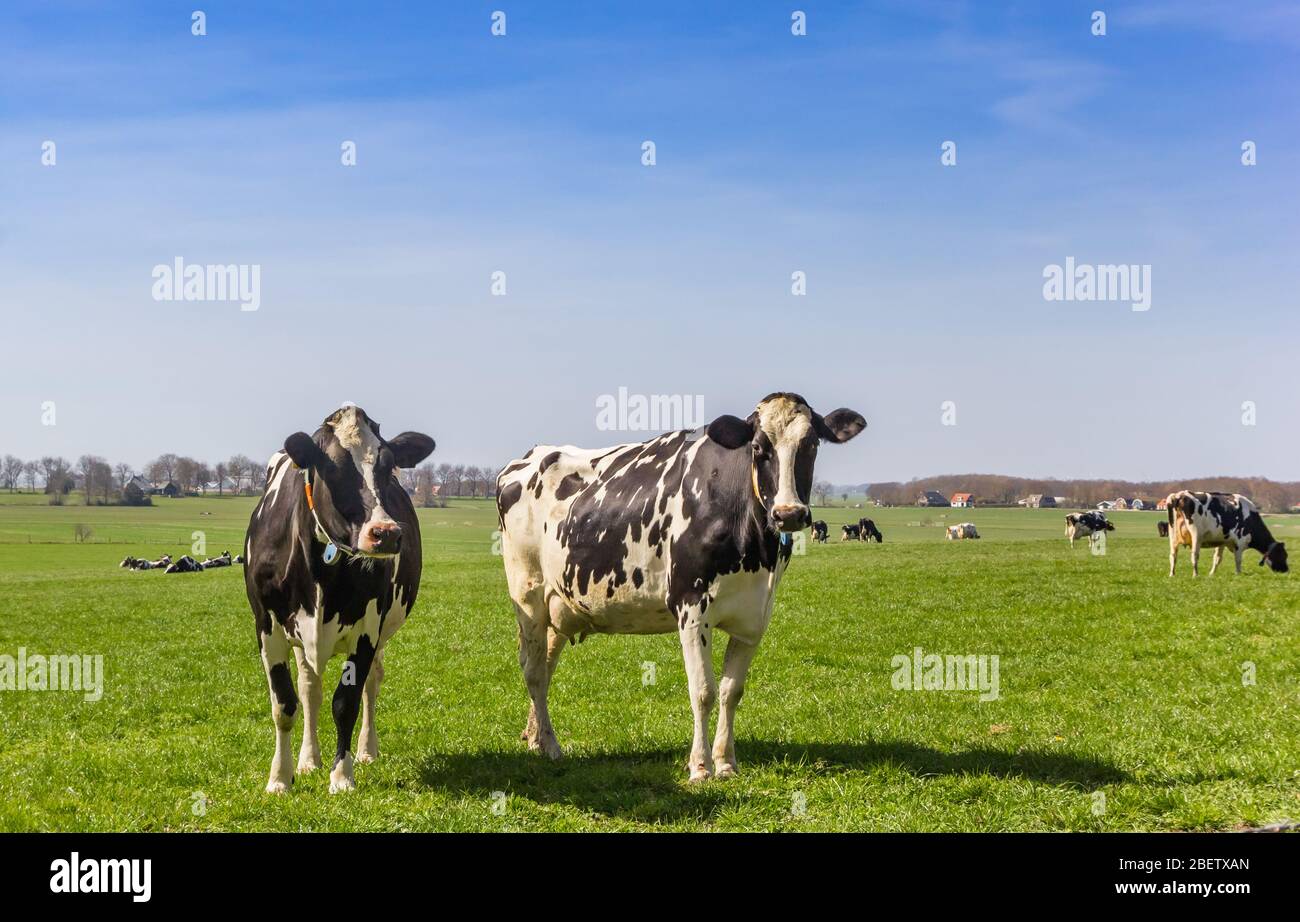 Black and white holstein cows in the hills of Gaasterland, Netherlands ...