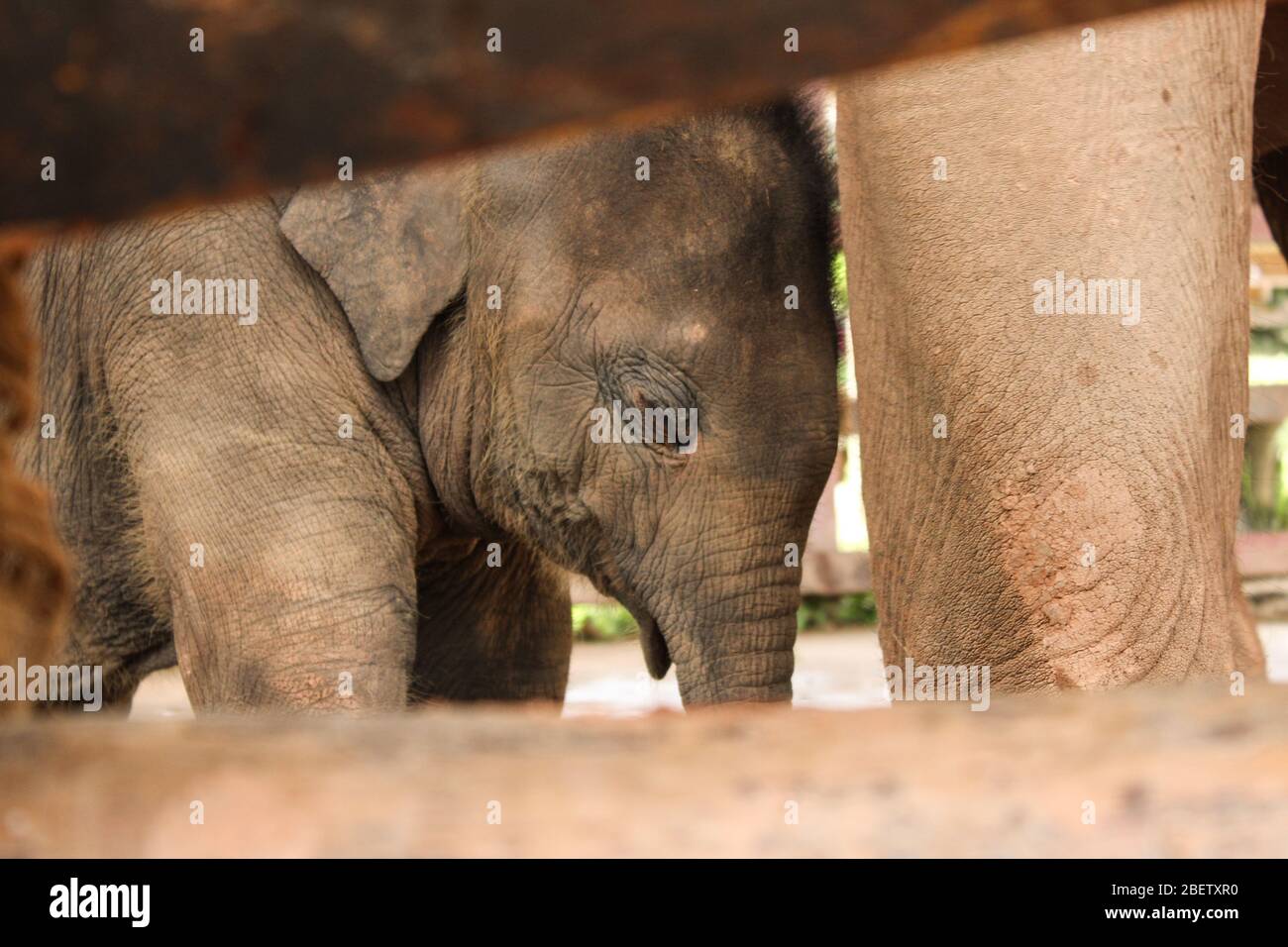 Sleeping baby elephant Stock Photo