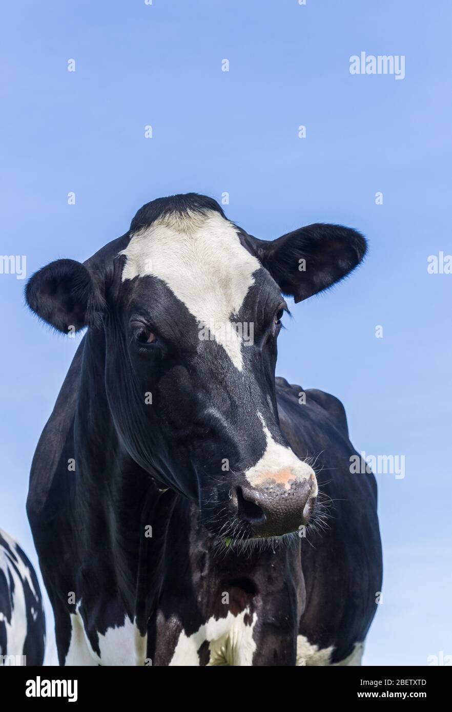 Portrait of a dutch black and white cow Stock Photo - Alamy