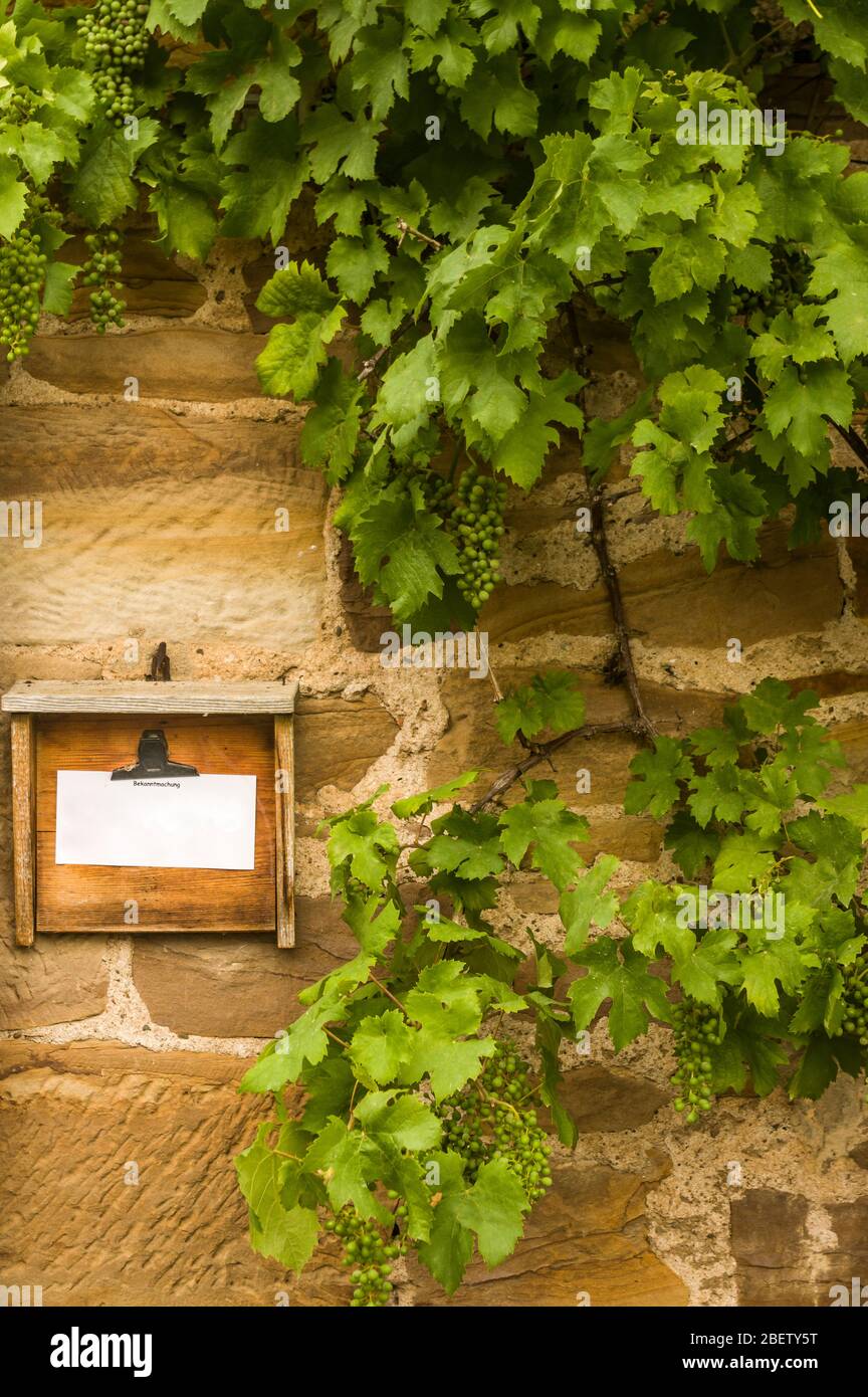 Wooden board with notice framed by wild wine with unripe grapes on a yellow sandstone wall Stock Photo