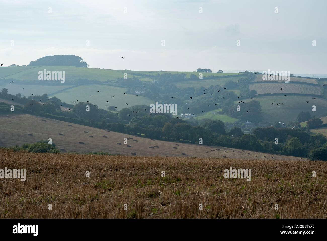Late summer flock of crows above fields of harvested straw Stock Photo