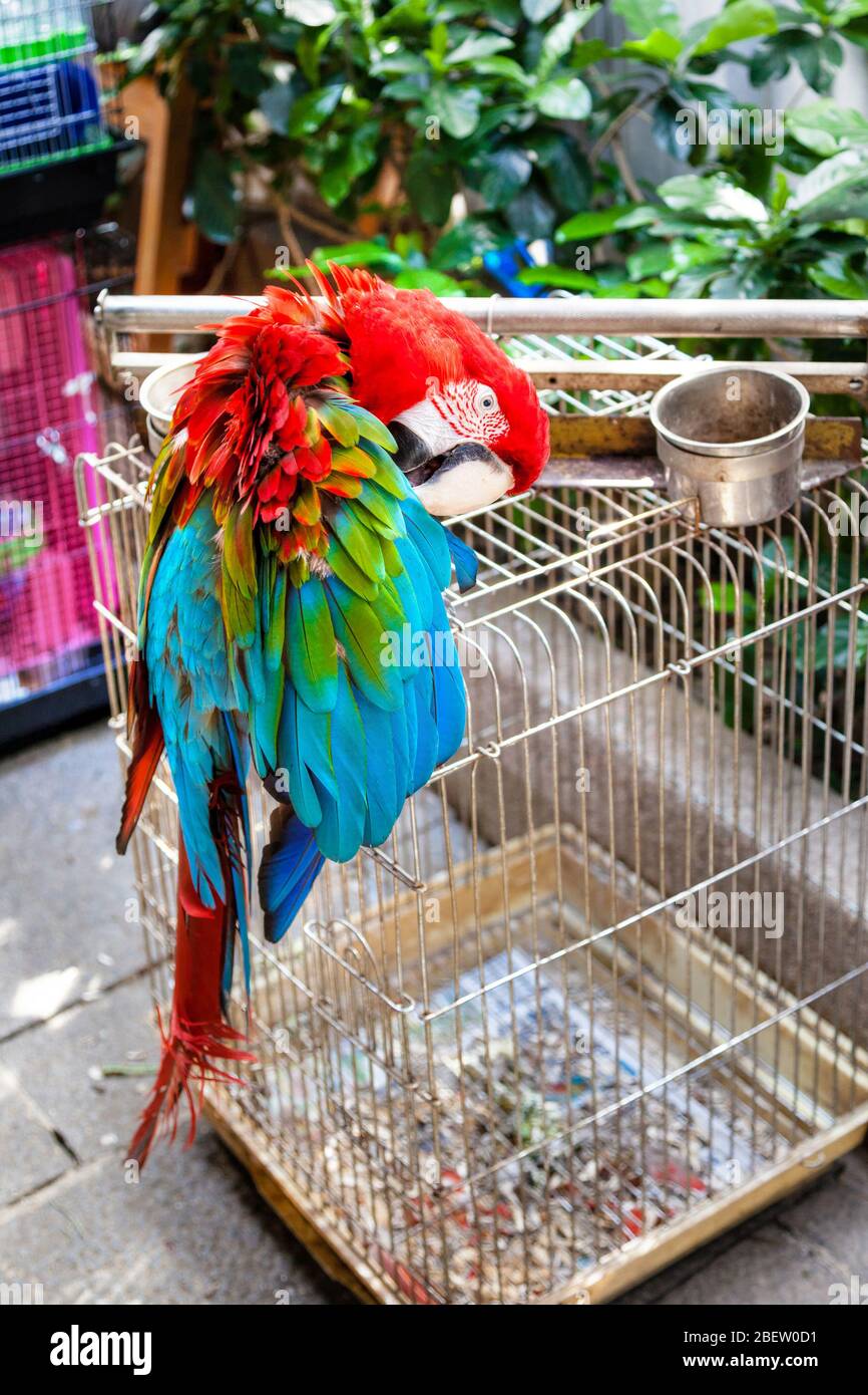 Macaw parrot pecking feathers outside its birdcage at the Yuen Po Street bird garden in Kowloon, Hong Kong. The public park is designed like a traditi Stock Photo