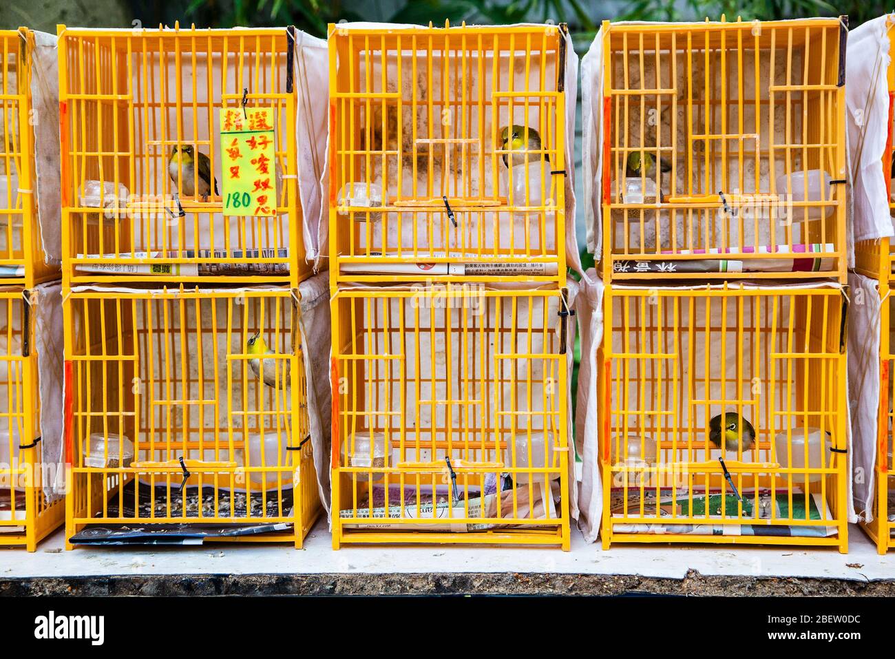 Hong Kong, Hong Kong SAR - July 10, 2017: Caged birds on sale at the Yuen Po Street bird garden in Kowloon, Hong Kong. The public park is designed lik Stock Photo