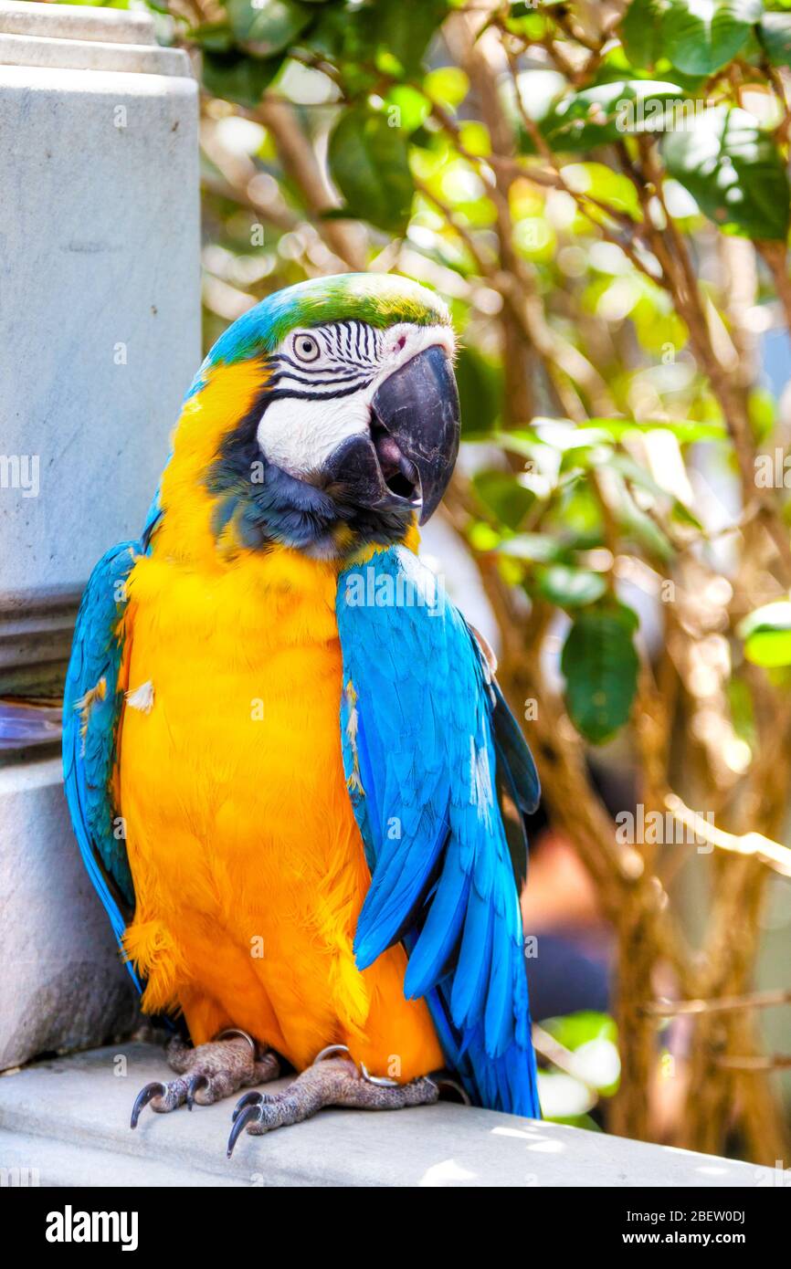 Blue-and-yellow macaw parrot on sale at the Yuen Po Street bird garden in Kowloon, Hong Kong. The public park is designed like a traditional Chinese g Stock Photo