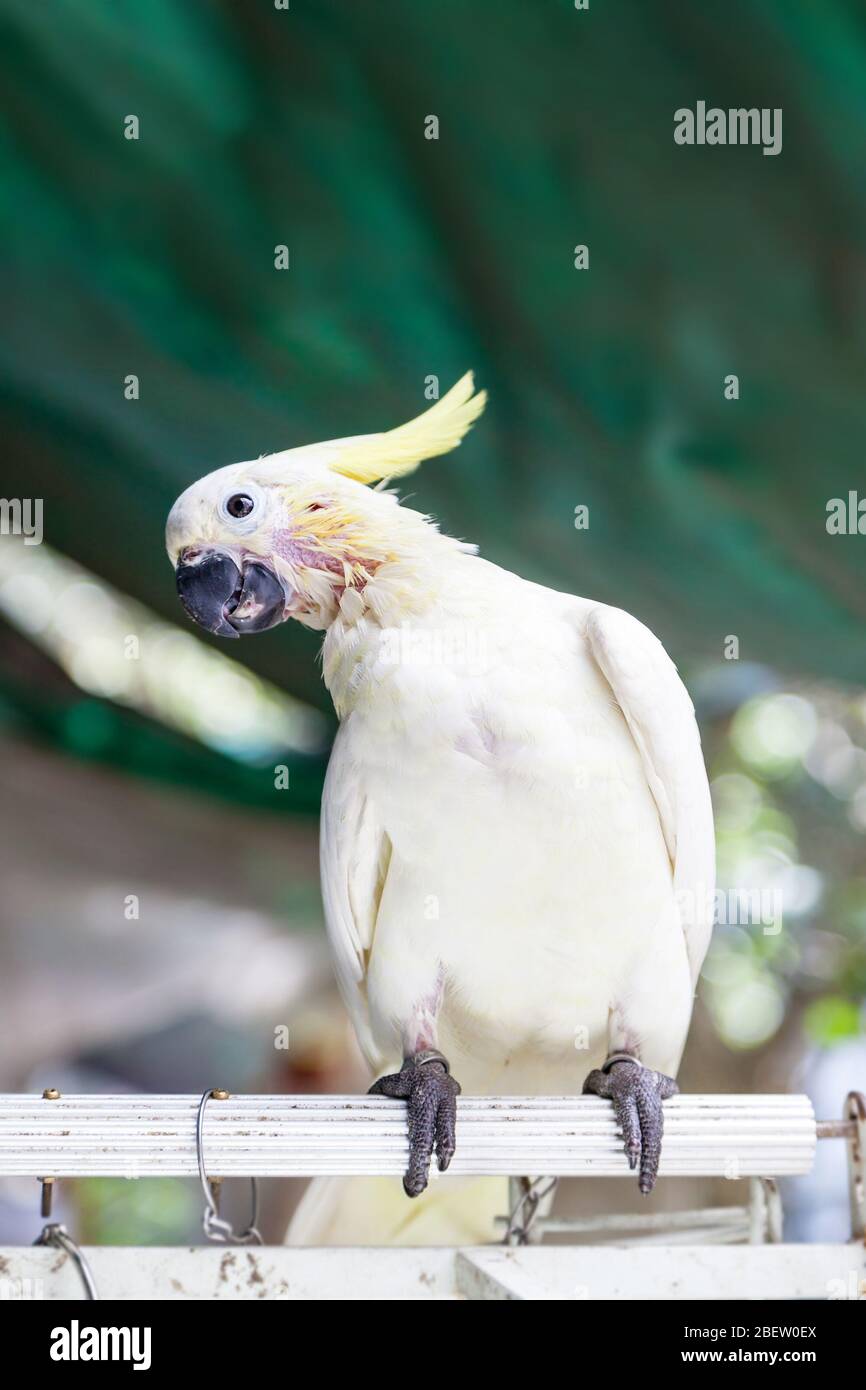 Yellow-crested or sulphur cockatoo on sale at the Yuen Po Street bird garden in Kowloon, Hong Kong. The public park is designed like a traditional Chi Stock Photo