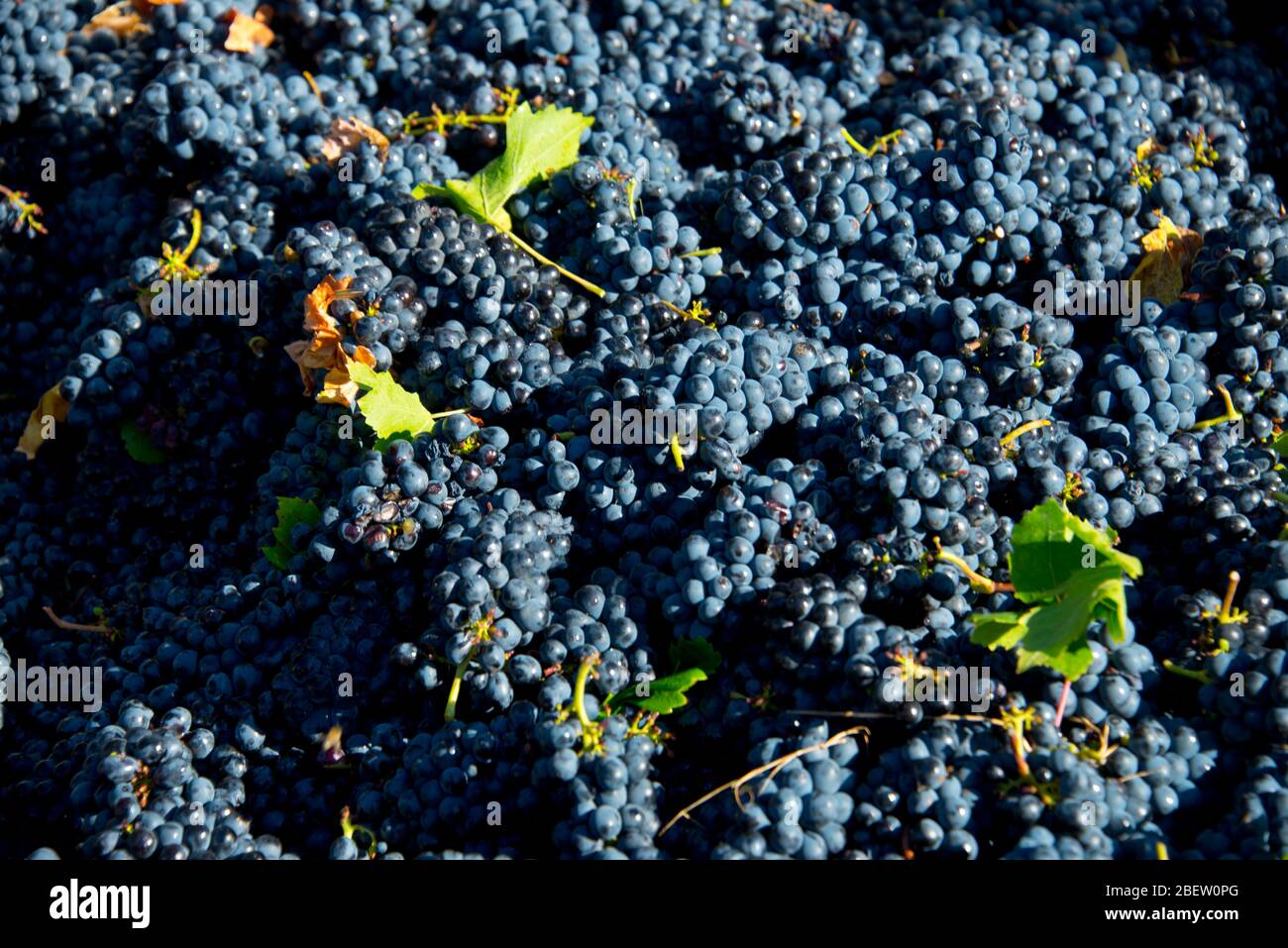 freshly harvested grapes for wine production, stellenbosch, south