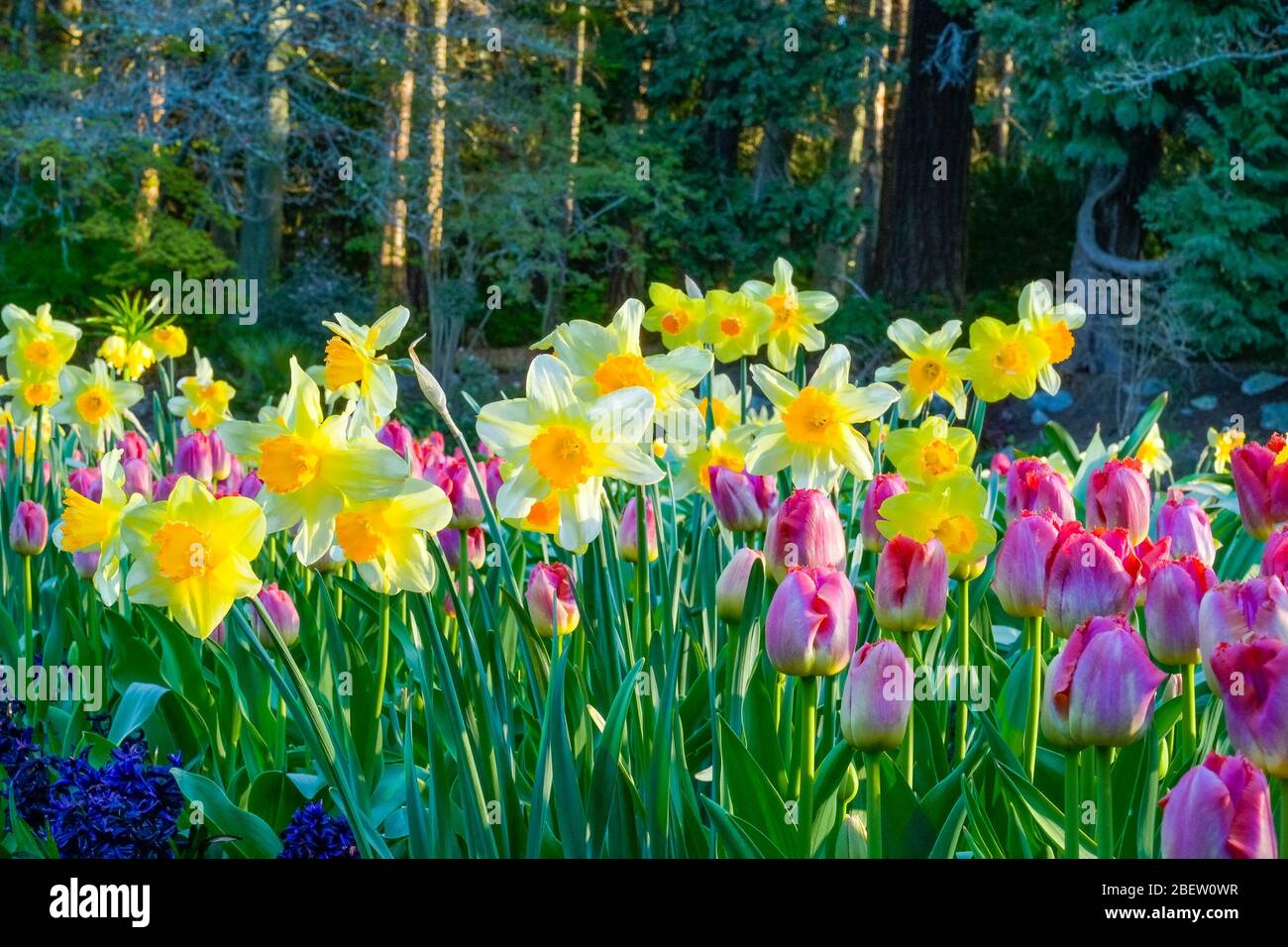 Spring Garden bed with daffodils and tulips Stock Photo