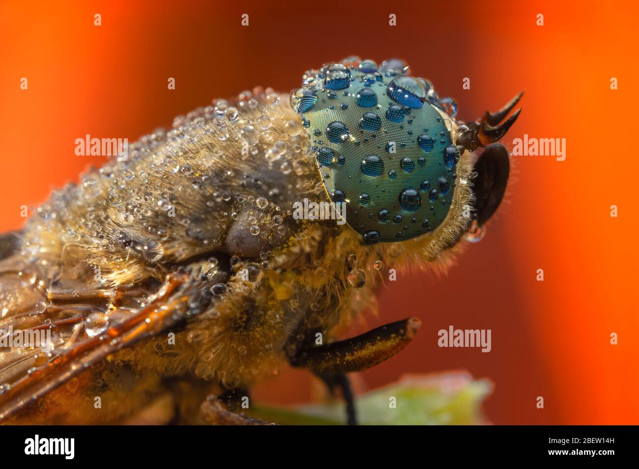 Horse fly close up extreme macro photography Stock Photo