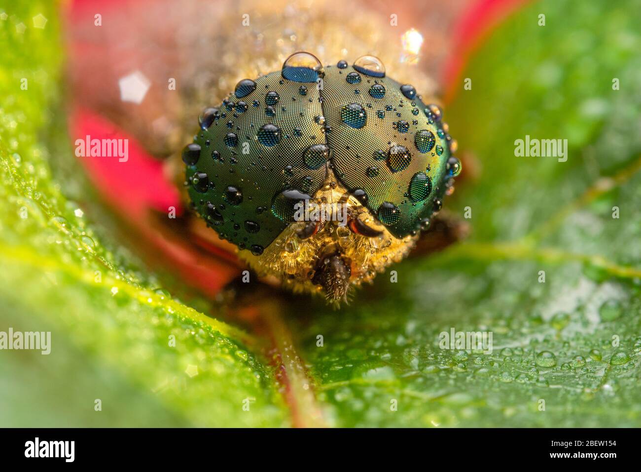 Horse fly close up extreme macro photography Stock Photo