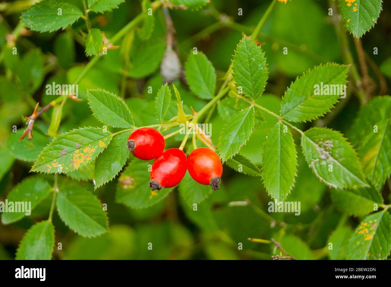 Three berries of red rosehip fruits against the background of green foliage. Summer, warmth, gifts of nature, useful plants Stock Photo