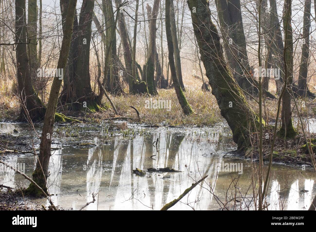 überschwemmter Wald / Feuchtgebiet /  Land Berlin Stock Photo
