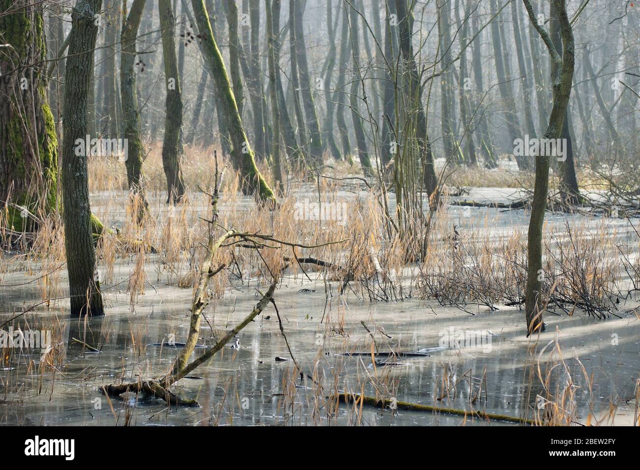 überschwemmter Wald / Feuchtgebiet /  Land Berlin Stock Photo