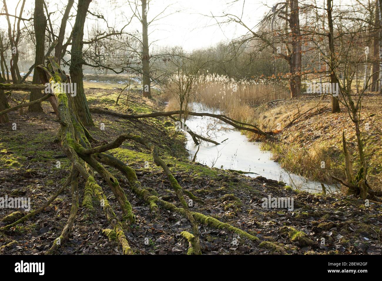 Wassergraben im Landschaftsschutzgebiet Buch Stock Photo