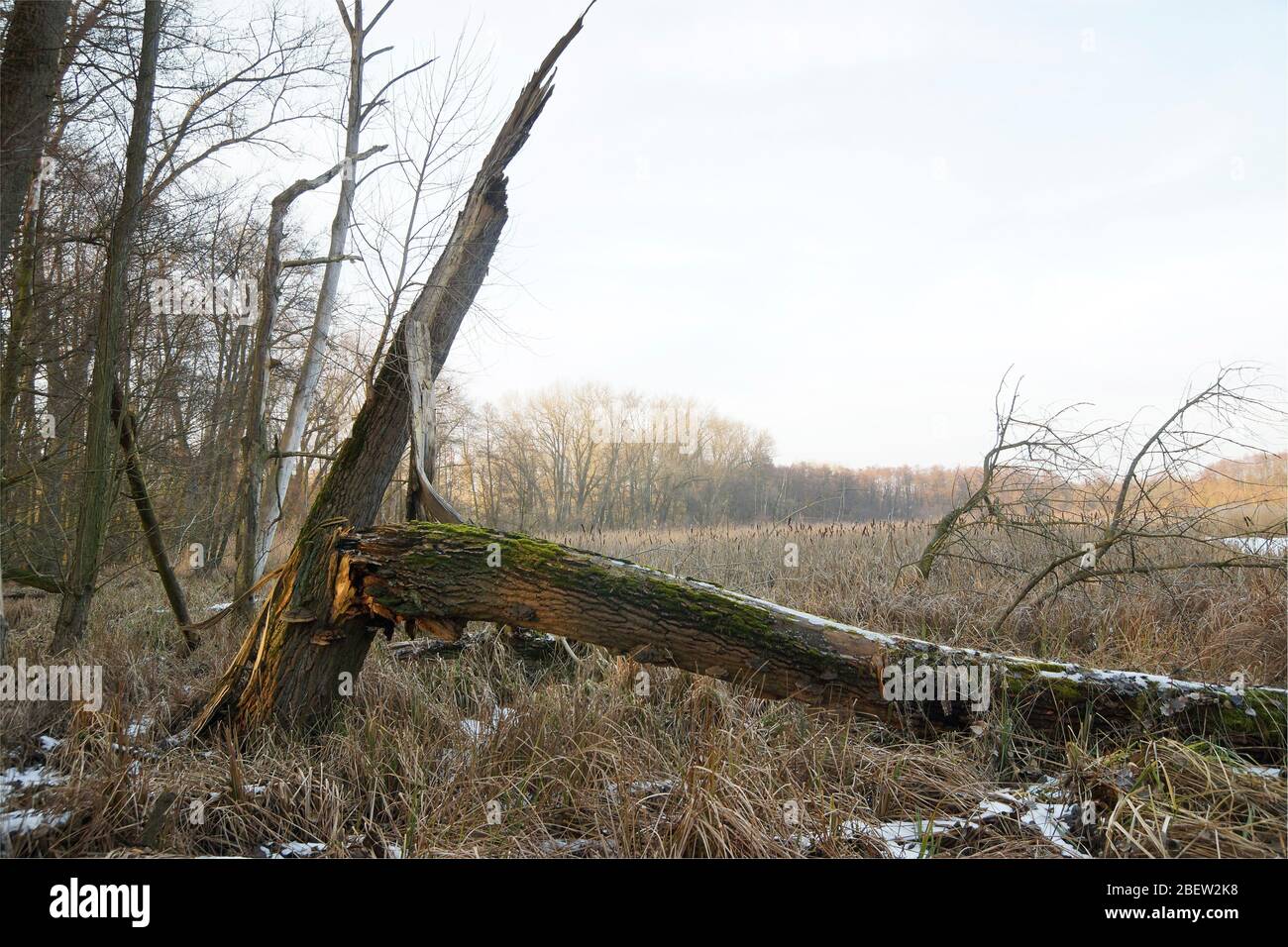abgebrochener Baum im Schilfröhricht am Bogensee (Berlin-Buch im Winter Stock Photo