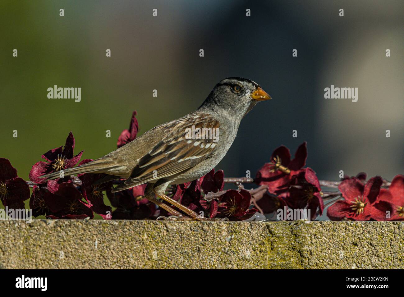 house sparrow standing on stone wall Stock Photo