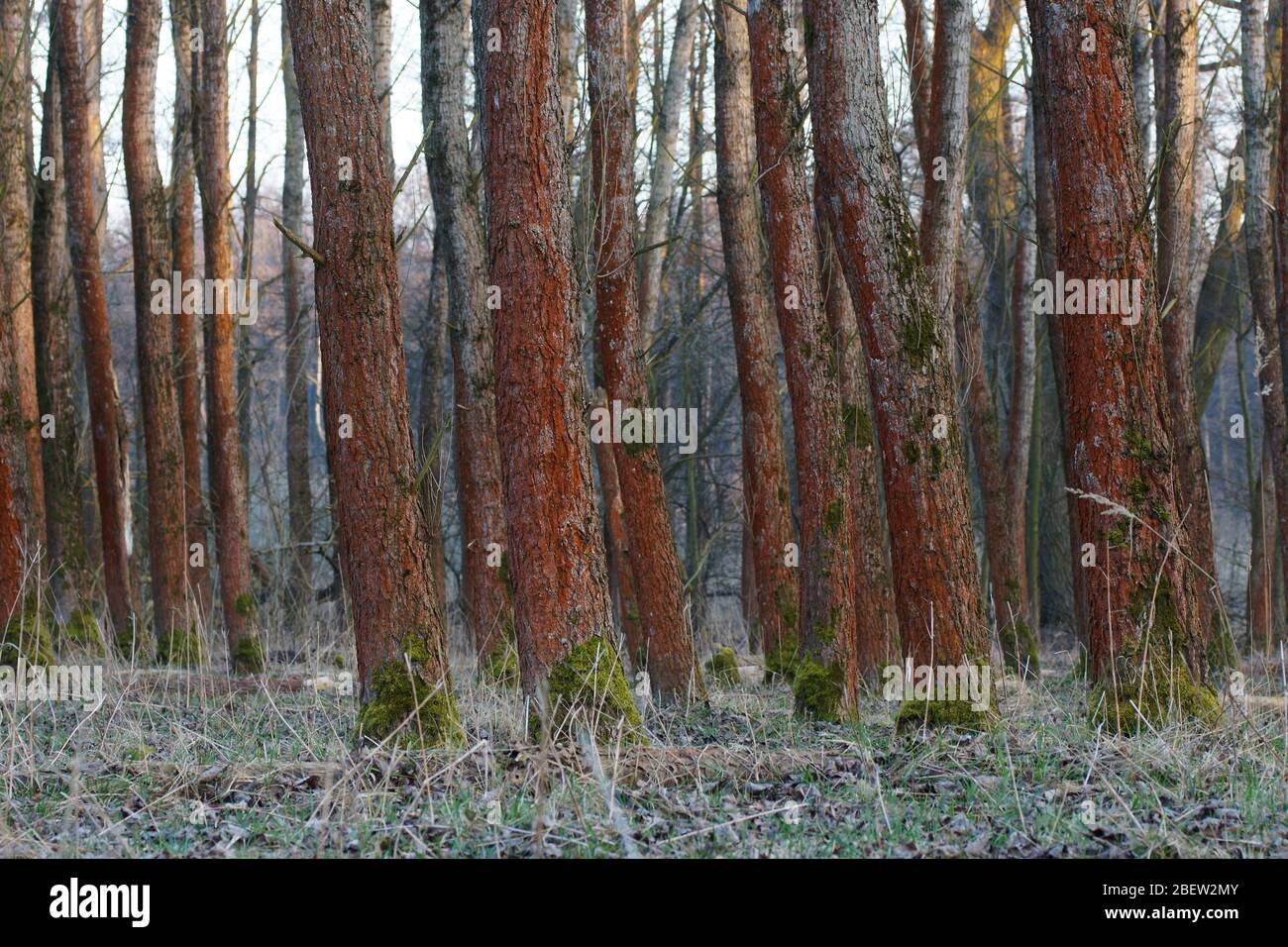 red tree trunks Stock Photo