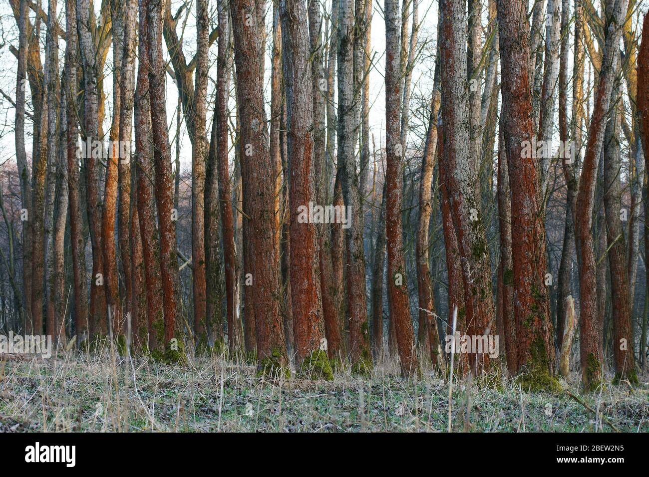 red tree trunks Stock Photo